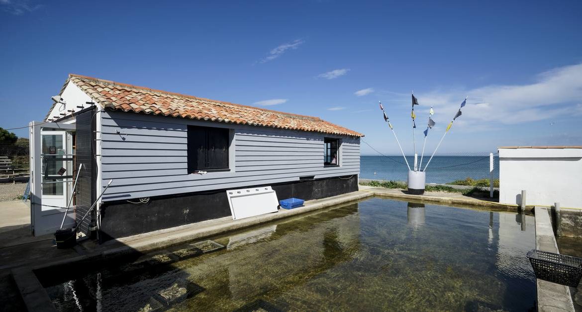 Where are the oyster cabins on the Ile de Ré?